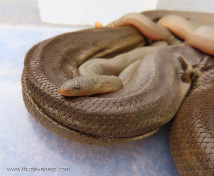 Rubber Boa